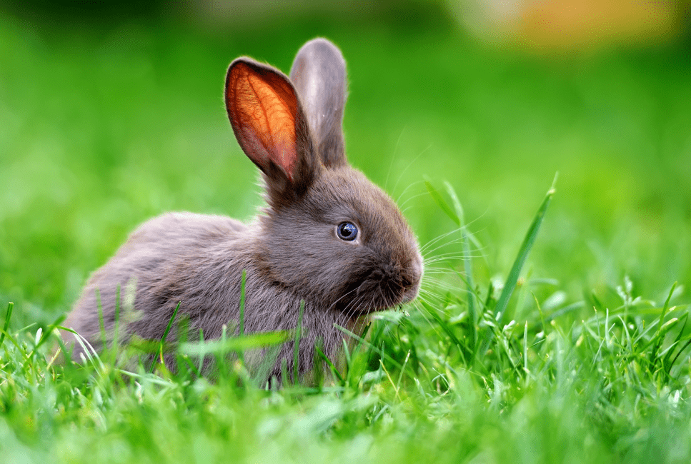 Jaké bylinky jsou vhodné pro králíka?