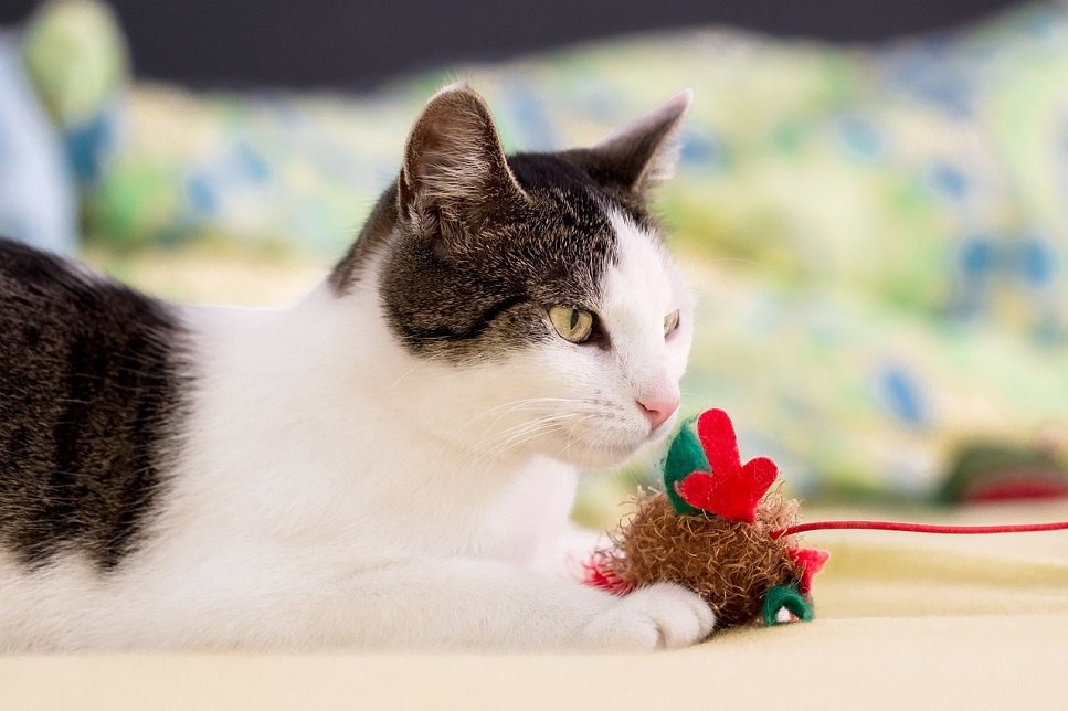 Jaké hračky vybrat pro kočku, která se doma nudí? Průvodce pro majitele