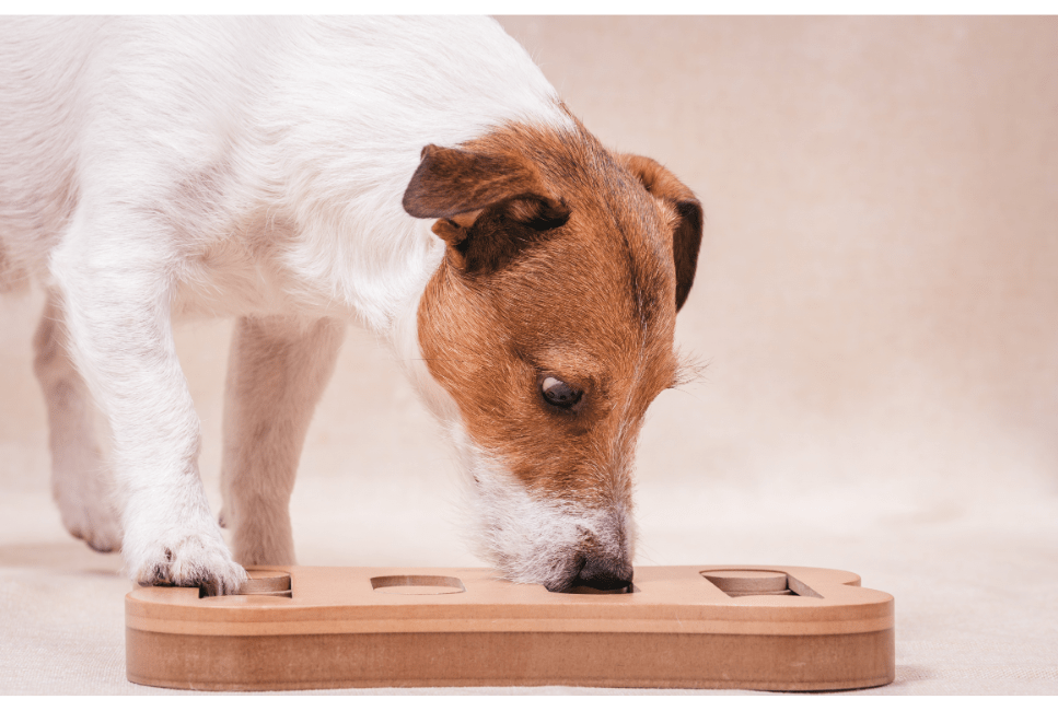 Noseworking - čichací hry pro psy