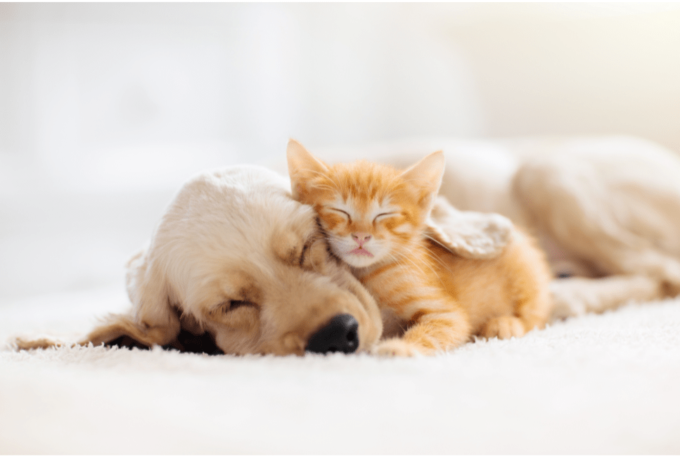 Pes a kočka jako nový člen domácnosti