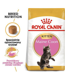 Royal Canin Maine Coon Kitten 0,4 kg granule pro mainská mývalí koťata