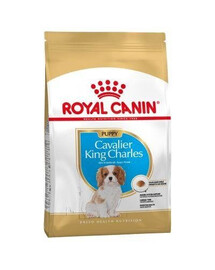 Royal Canin Puppy Cavalier King Charles Spaniel 1,5 kg - granule pro psy do 10 měsíců