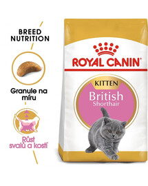ROYAL CANIN British Shorthair Kitten 12x400 g krmivo pro koťata, do 12 měsíců pro plemeno Britská krátkosrstá kočka