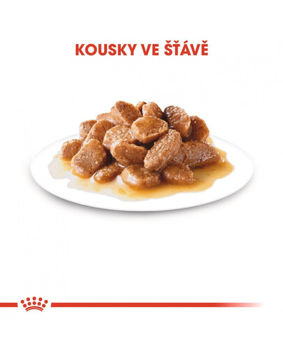 ROYAL CANIN Mini ageing 12+ 12x85g kapsičky pro malé, starší psy