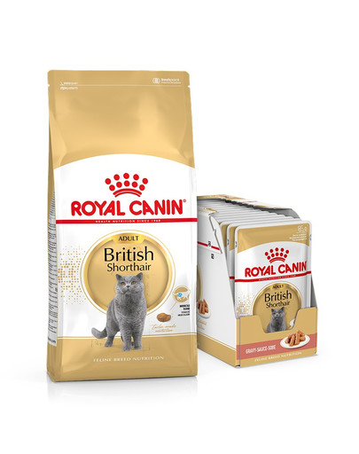 ROYAL CANIN British Shorthair krmivo pro dospělé kočky 10 kg + kapsičky 12x85 g