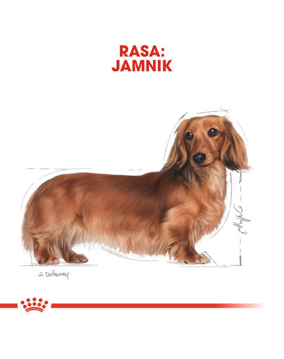 ROYAL CANIN Paštika pro dospělé psy jezevčíků