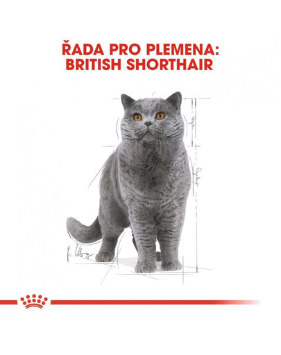 ROYAL CANIN British Shorthair vlhké krmivo v omáčce pro dospělé britské krátkosrsté kočky