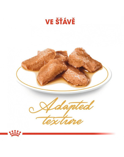 ROYAL CANIN Maine Coon Adult vlhké krmivo v omáčce pro dospělé mainské mývalí kočky