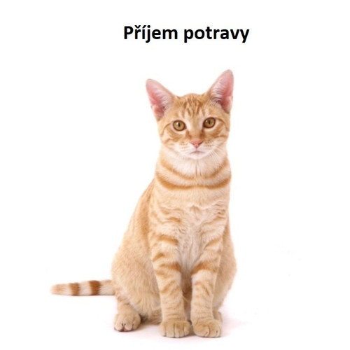 Příjem potravy