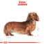 ROYAL CANIN Paštika pro dospělé psy jezevčíků
