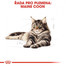 ROYAL CANIN Maine Coon Adult vlhké krmivo v omáčce pro dospělé mainské mývalí kočky