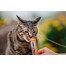 INABA Churu Cat Kuře se sýrem 4x14g