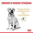 Royal Canin Labrador 5+, 12 kg - granule pro dospělé labradorské psy