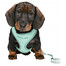 Trixie Puppy Soft postroj s vodítkem Junior, 26-34 cm/10 mm, 2,00 m, mátový