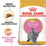 ROYAL CANIN Kitten British shorthair 2x2 kg krmivo pro koťata, do 12 měsíců, plemeno Britská krátkosrstá kočka