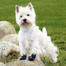 TRIXIE Ochranné boty Walker Active, M, 2 ks