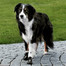 TRIXIE Ochranné boty Walker Active, M, 2 ks