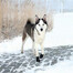 TRIXIE Ochranné boty Walker Active, M-L, 2 ks